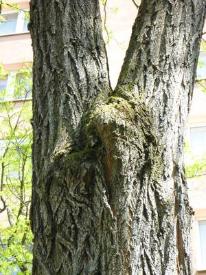 Druckzwiesel Baum Zwiesel